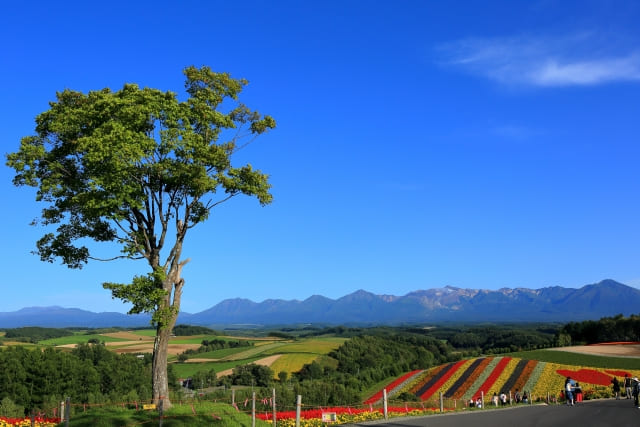【美瑛】おしゃれランチ&カフェ4選