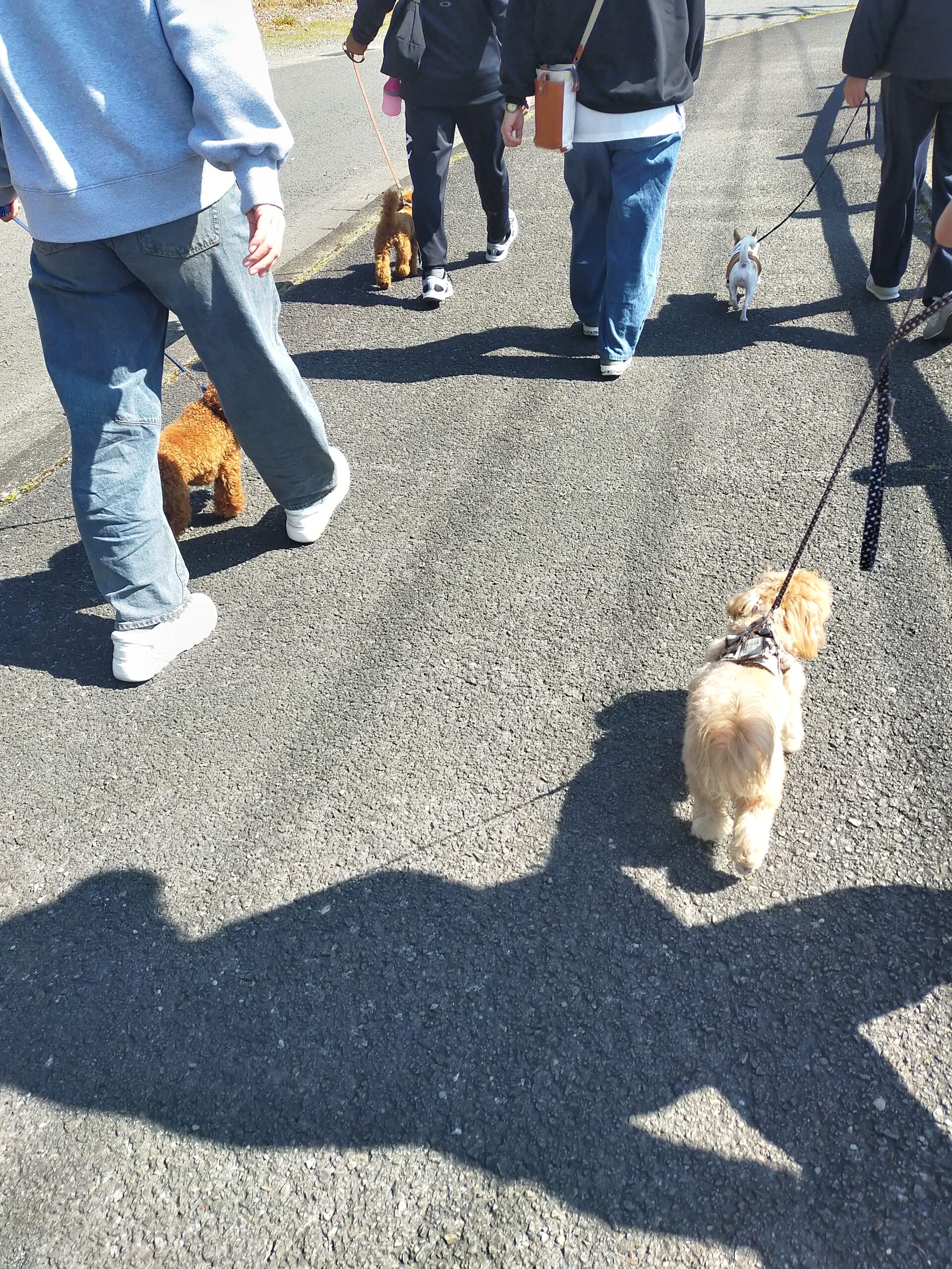 歩幅を合わせて、心もつながる。春のパックウォーク