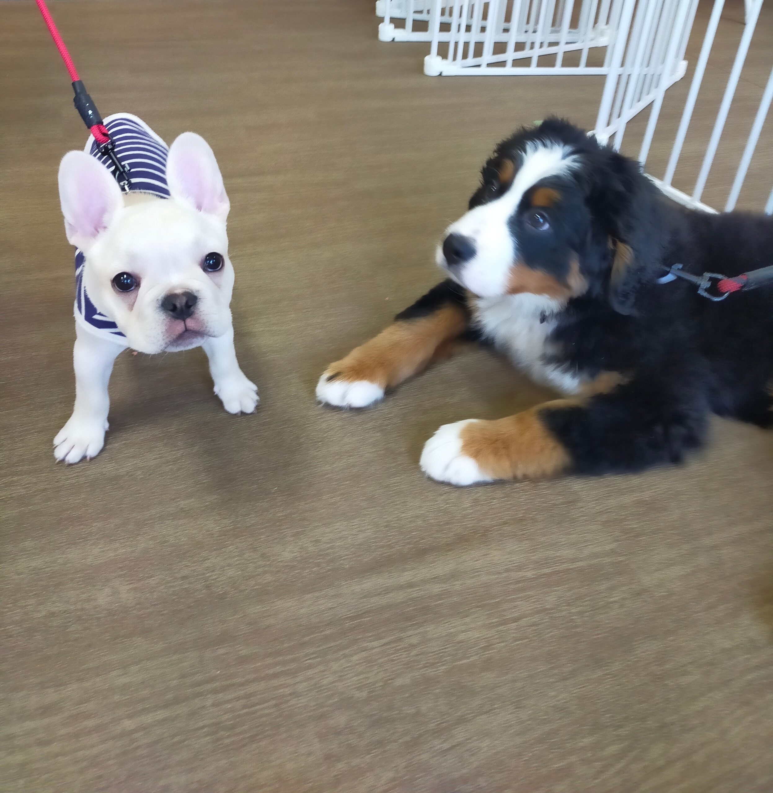 はじめましてのドキドキ！大きさの違うお友達